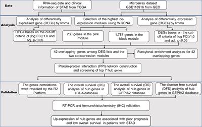 Identification of Hub Genes Associated With the Development of Stomach Adenocarcinoma by Integrated Bioinformatics Analysis